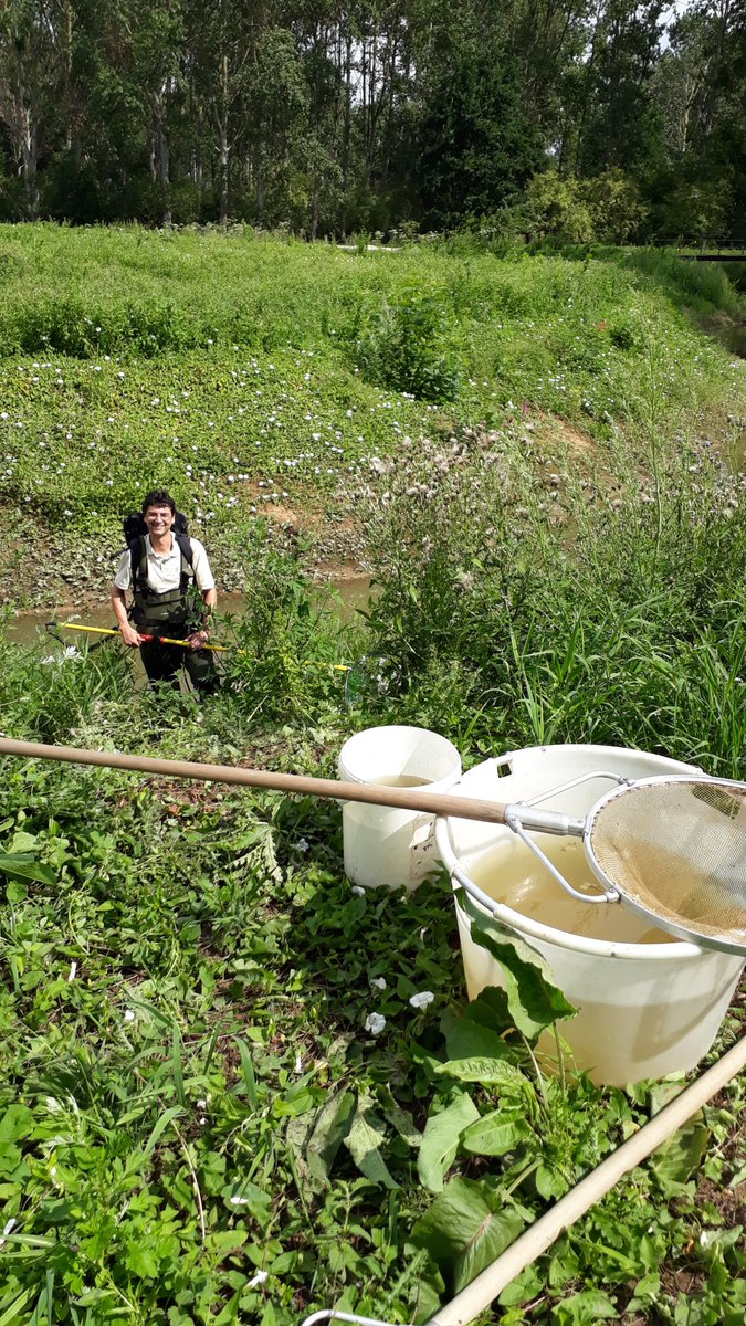 Sigmaplan's tweet photo. De nieuwe vispassage tussen de Leigracht en de #Demer in het Sigmagebied #Vinkenberg (Scherpenheuvel-Zichem) is populair! https://t.co/kBuCpddcKM #Demervallei #LIFEbelini @natuurenbos https://t.co/XOozoBUk9r