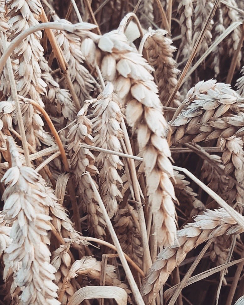 days_farm's tweet photo. Autumn is just round the corner... 🌾🌾🌾 #harvesttime #feildtofork #farmtofork #educationdays #farmdiscoverydays #freeschooltrips #beautifulnature https://t.co/SeVNoRyr7o
