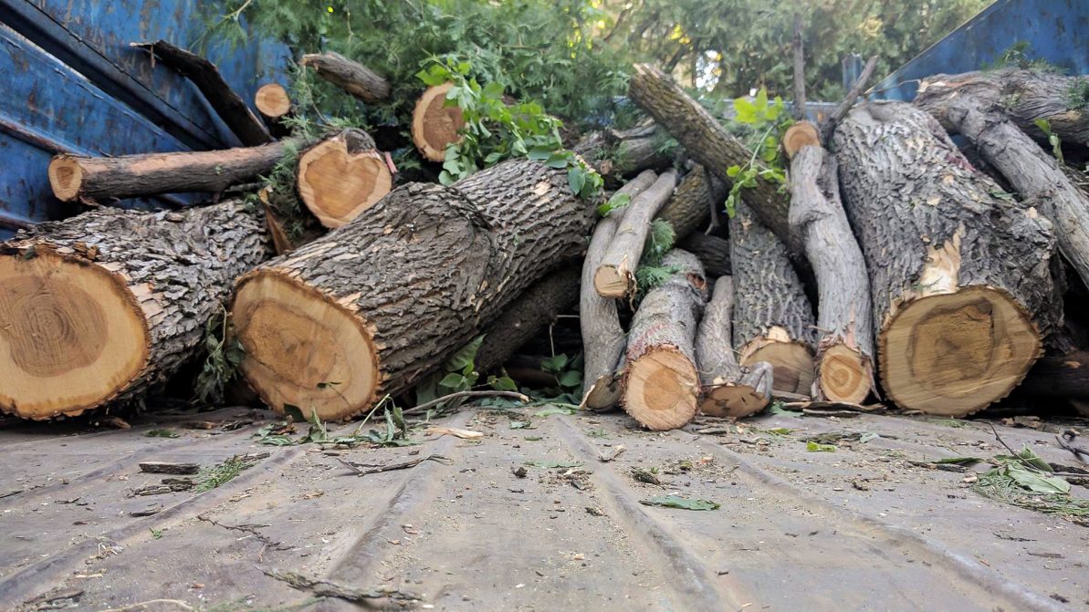 срубленное дерево идущее на постройку дома