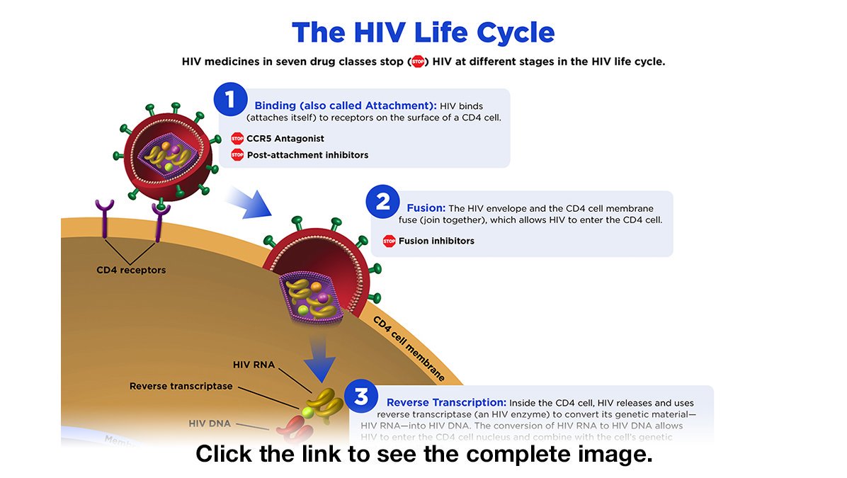 Hiv Life Cycle hiv-life-cycle