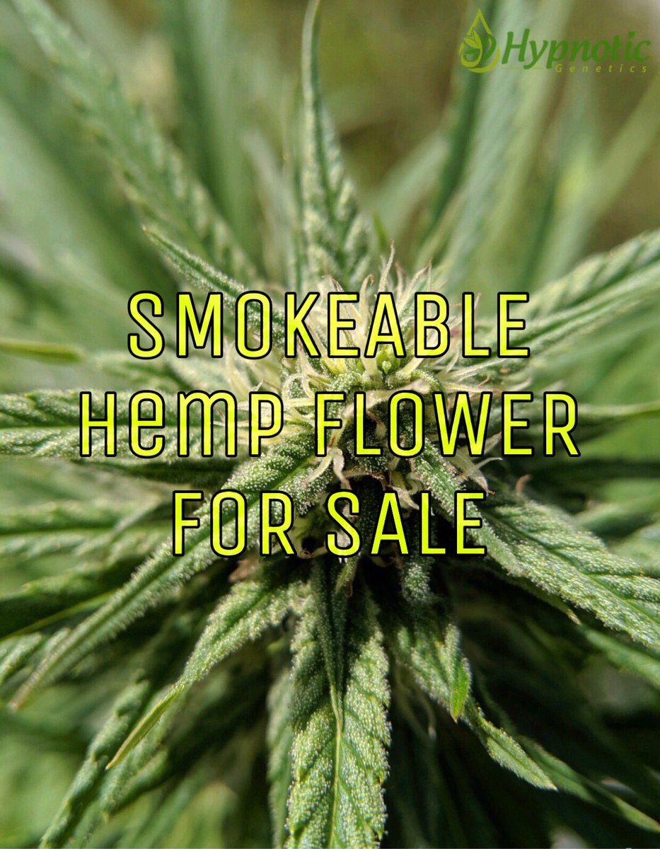 HypnoticGenetic's tweet photo. Reach out to us for wholesale pricing! info@hypnoticgenetics.com
Minimum order is 1 pound.
.
.
.
.
#hemp #michiganhemp #midwesthemp #cbd #cbdextraction #agriculture #midwest #puremichigan #michigan #cherrywine #cherryblossom #youngsim10 #hypnoticgenetics https://t.co/9qR8IS5xD1