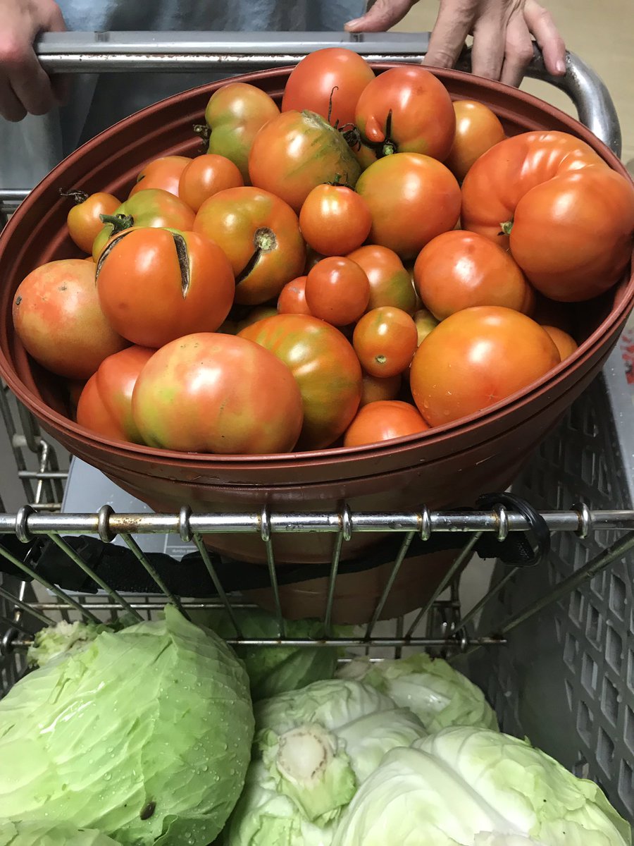 Holy Cabbage Batman!  This weeks harvest at the “Inmate Worker Garden” has been Amazing 😁We will have fresh vegetables to serve the inmates all winter long.  Thank you Inmate Garden Team.