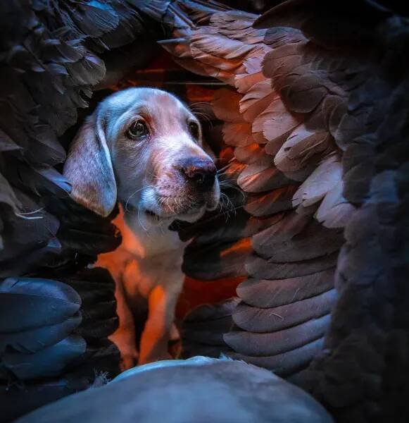 Gunner_Kennels's tweet photo. The future is bright, Trik.
Photo: 2019 #GunnerEffect submission from @joel_bo_jones
#MansBestFriend deserves #MansBestKennel | #GunnerKennels | https://t.co/9cBLnUVjCS https://t.co/0q7Fx4yNrq