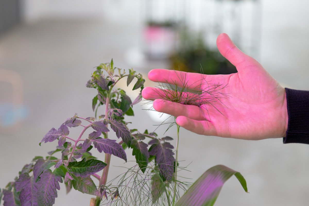 Royal_Standard's tweet image. Through her on-going fascination with the subject of self-care,  @FranDisley examines environmentalism, food production and the effect of plants on well-being and relaxation. The collaborative exhibition will be on show until 29 September @humberstgallery