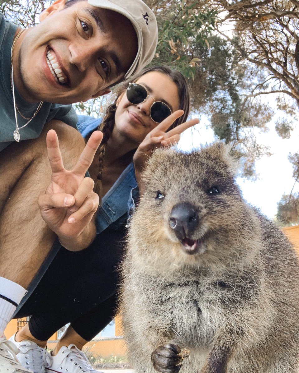 gabrielconte's tweet photo. this is a quokka! it likes to take selfies :) https://t.co/yFVqjpTzAt