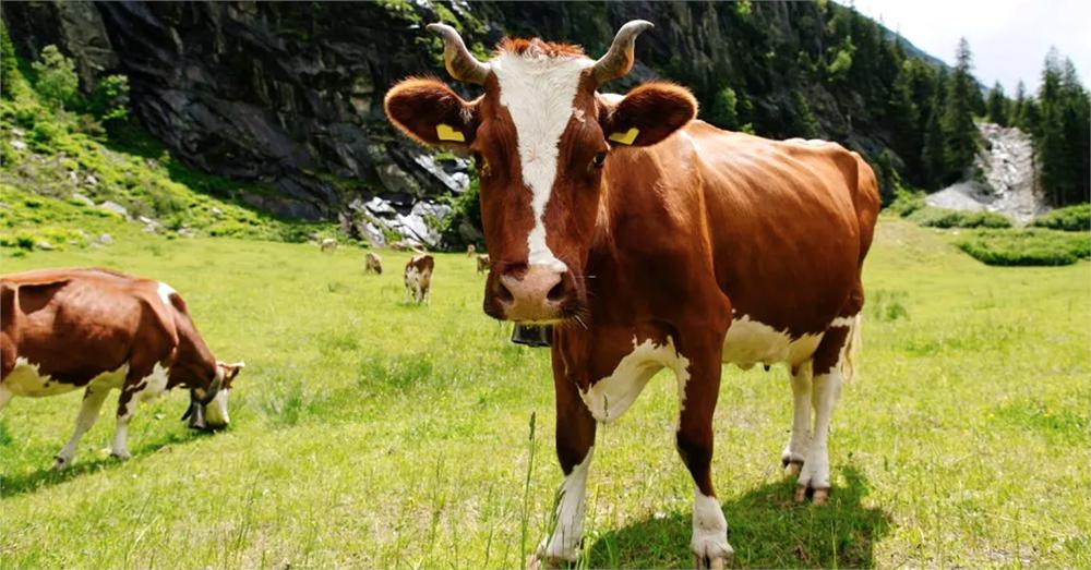 drdesler's tweet photo. Sending cattle's biometric data to the cloud? Real-time access? No problem. What an awesome innovation story about one of our customers, Quantified Ag! #IoT #IoTSecurity #ConnectingIoT #RemoteMonitoring https://t.co/Ycx6JbnzsI https://t.co/yQACwDMMEF