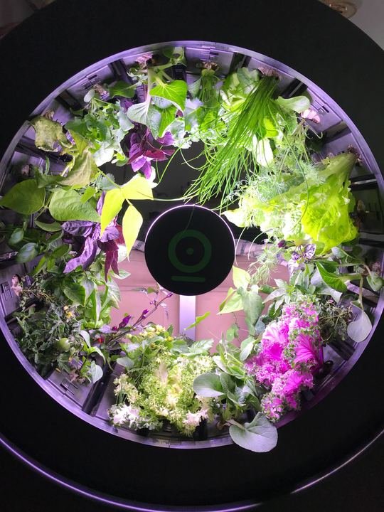 Great news!

We now offer the opportunity to get the Smart OGarden in 8 installments of $149!

Enjoying fresh vegetables all year long has never been easier.

Who would want this is their living room? 😍