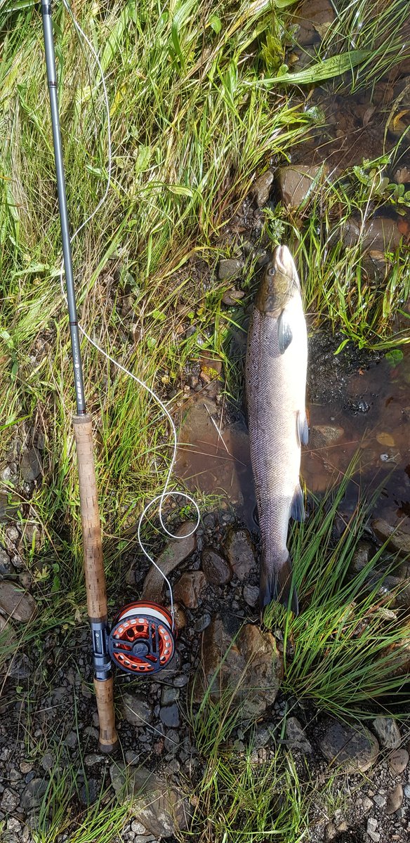 vernerfinlay's tweet photo. Nice Grilse from the Finn! #riverfinn #donegal #loop #looptackle #evotec https://t.co/aUIFr3tINZ