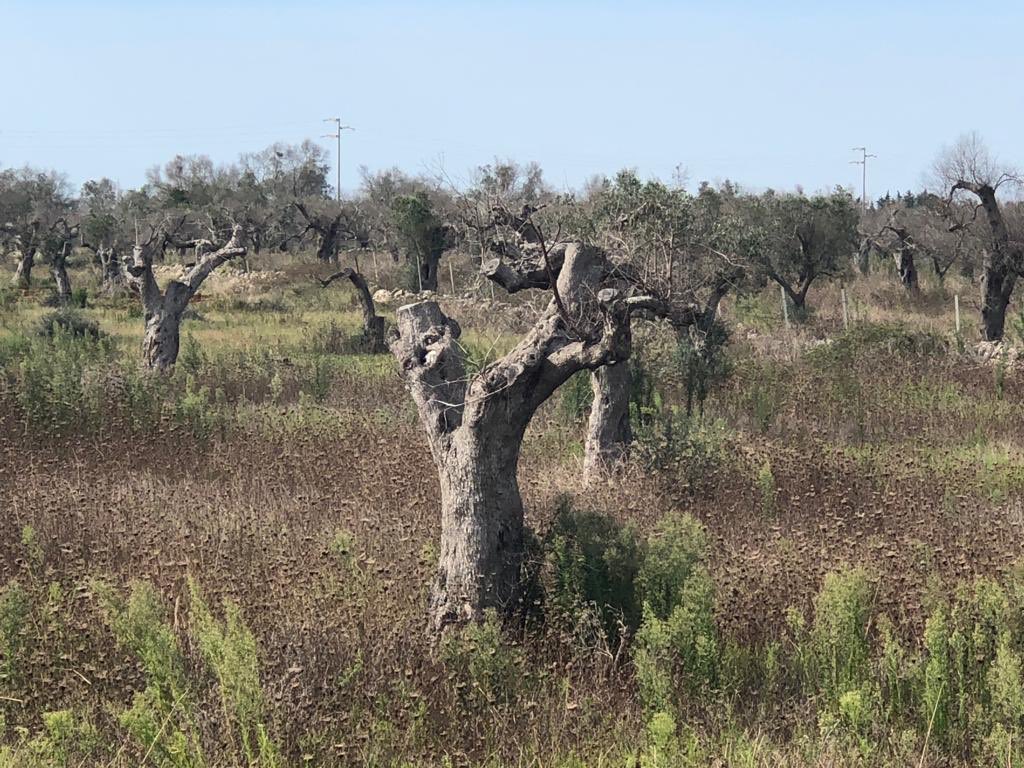 Vincenza_Lab's tweet photo. La visita dei luoghi devastati dalla #Xylella, il grido di dolore, di rabbia, di frustrazione degli agricoltori e dei produttori ci faranno essere ancora più determinati affinché si diano risposte concrete e immediate all’immobilismo regionale e nazionale. Basta chiacchiere https://t.co/oSIezP37YL