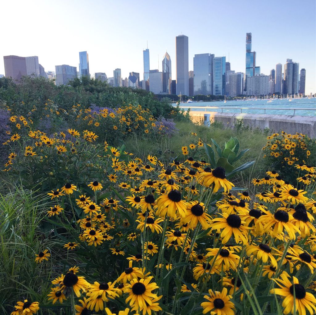 Perfect evening for a walk by the lake and the Shedd Aquarium gardens #freetovisit #summer #gardens #goldenhour #chicago