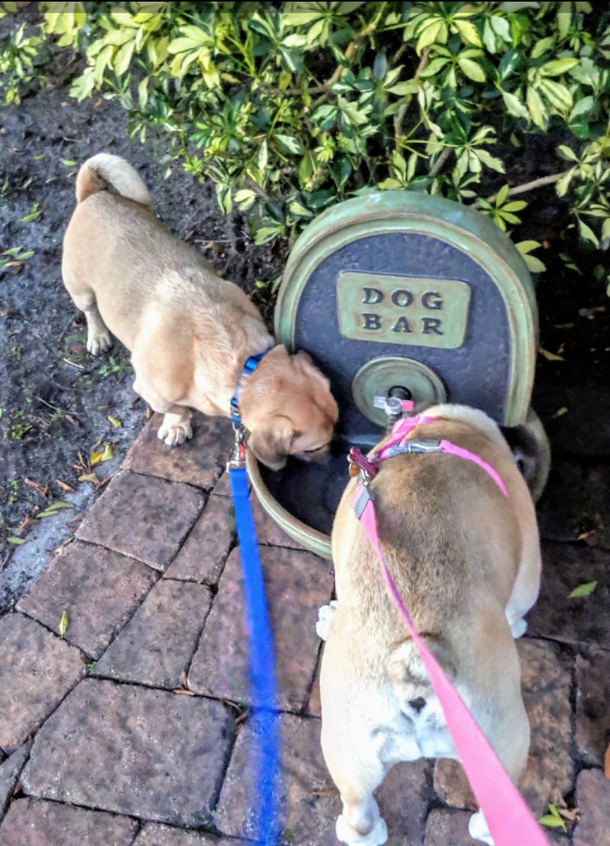 GoodDog561's tweet photo. Kirby & Ruby fillin-up at the Dog Bar! #dogbar #DogsofTwittter #englishbulldog #pug #bassethound #dogsdrink #thirstydogs #dogwalking #dogwalker #petsitter #hypoluxoisland #manalapanflorida https://t.co/qp7dBJbr4v