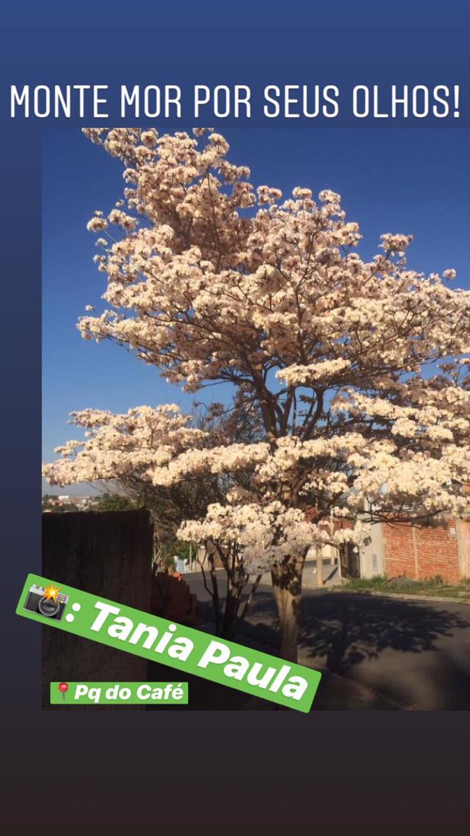 Prefeitura Monte Mor tweet media