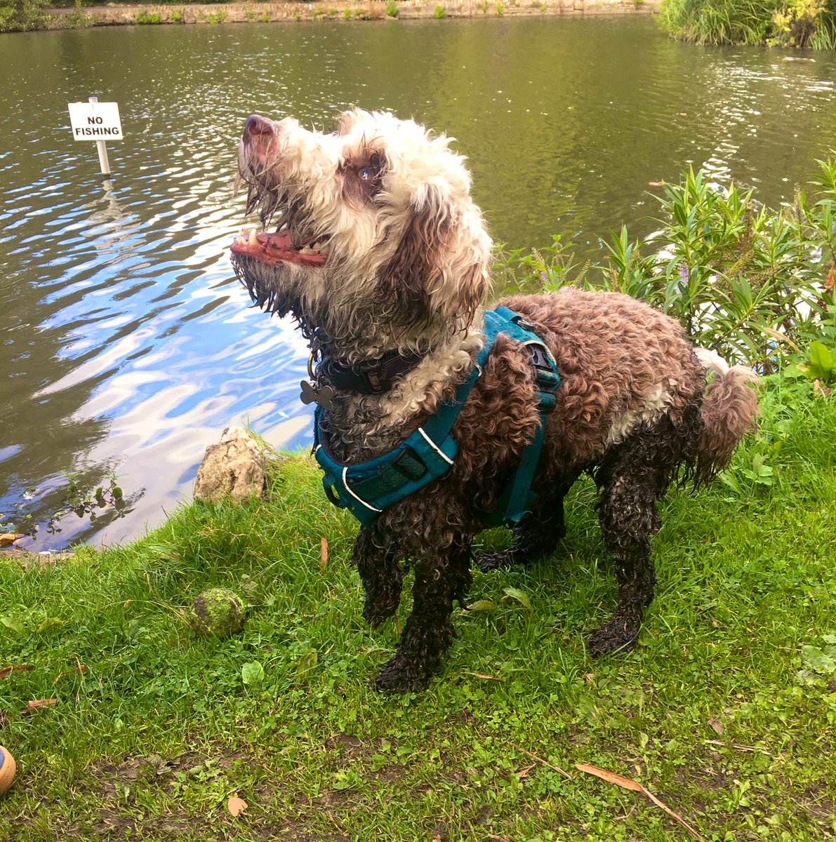 bemorebob2's tweet photo. Mum’s not very happy with me - I went fishing #TarForLegs #StinkingBob 🙈😈🐶🐾 https://t.co/Qom6US4XIg