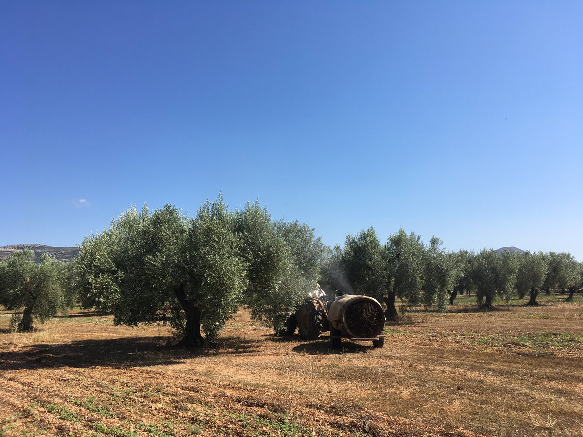 sipcam_iberia's tweet photo. 🌿¡Fantásticos resultados del #StiloHydro en olivar!🌿 
Tras realizar 3 tesis, el primer pase (10 de julio) tiene un aumento de peso del 15% y el segundo pase (10 y 31 de julio), del 25% respecto al testigo💪.
🔎 Más info sobre nuestro #bioestimulante: https://t.co/OcZ91qvdW1 https://t.co/QgMJRgUsbT