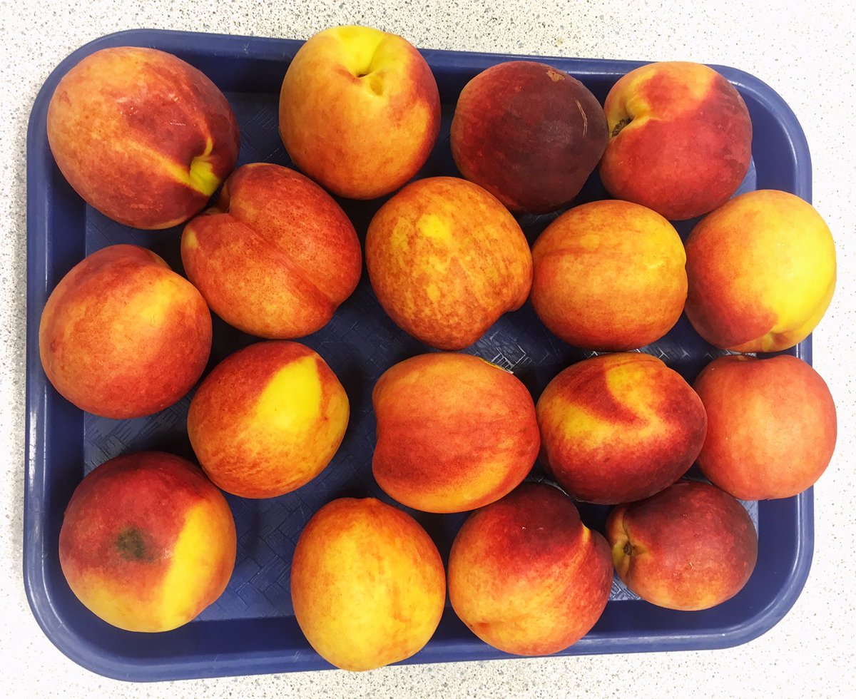 SchoolMeals_NPS's tweet photo. Today’s nectarines for #schoollunch are a #localva harvest from Crown Orchard Co located in central VA. Since 1912 the Chiles family has grown nectarines, peaches, and apples - that’s 4 generations of farming! #farmtoschool #local #vafoodie #haveaplant #locoforlocal https://t.co/7B4mQCzM3y