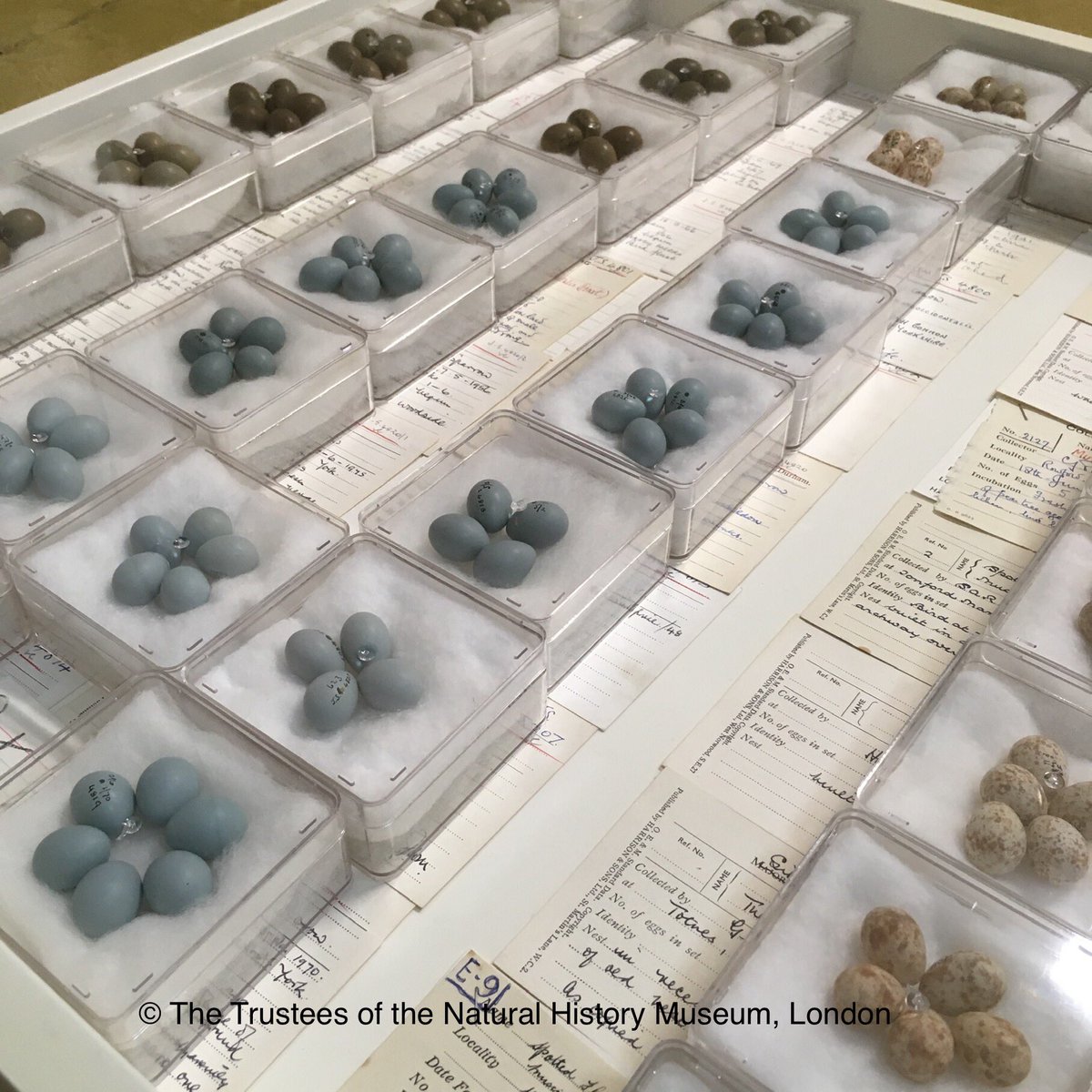 We spent part of today helping sorting, cataloguing, checking and re-boxing thousands of recently acquired historical clutches of eggs with the help of our summer Museums Studies Masters student from @LeicsMusStud. Nightingale eggs found in April 1935 #museumstudies #museumjobs