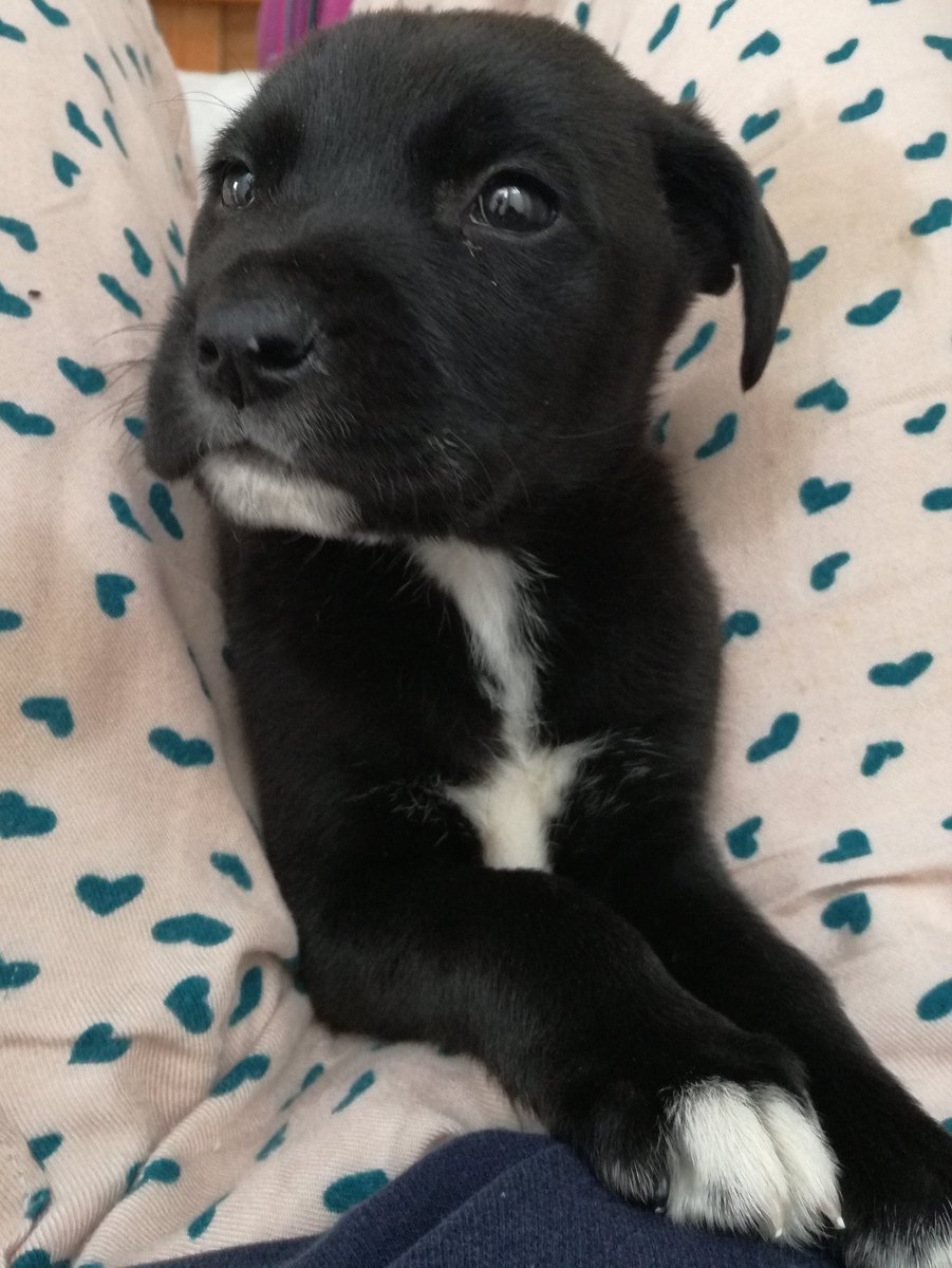 CeciiRubino's tweet photo. Chiques. Él es viento, es un machito de menos de dos meses. Lo tengo en tránsito en mí casa (Capital Federal) pero busca una familia que le de todo el amor que se merece.
Es demasiado dulce y bueno
RT por favor https://t.co/YSLGTfd2Fl