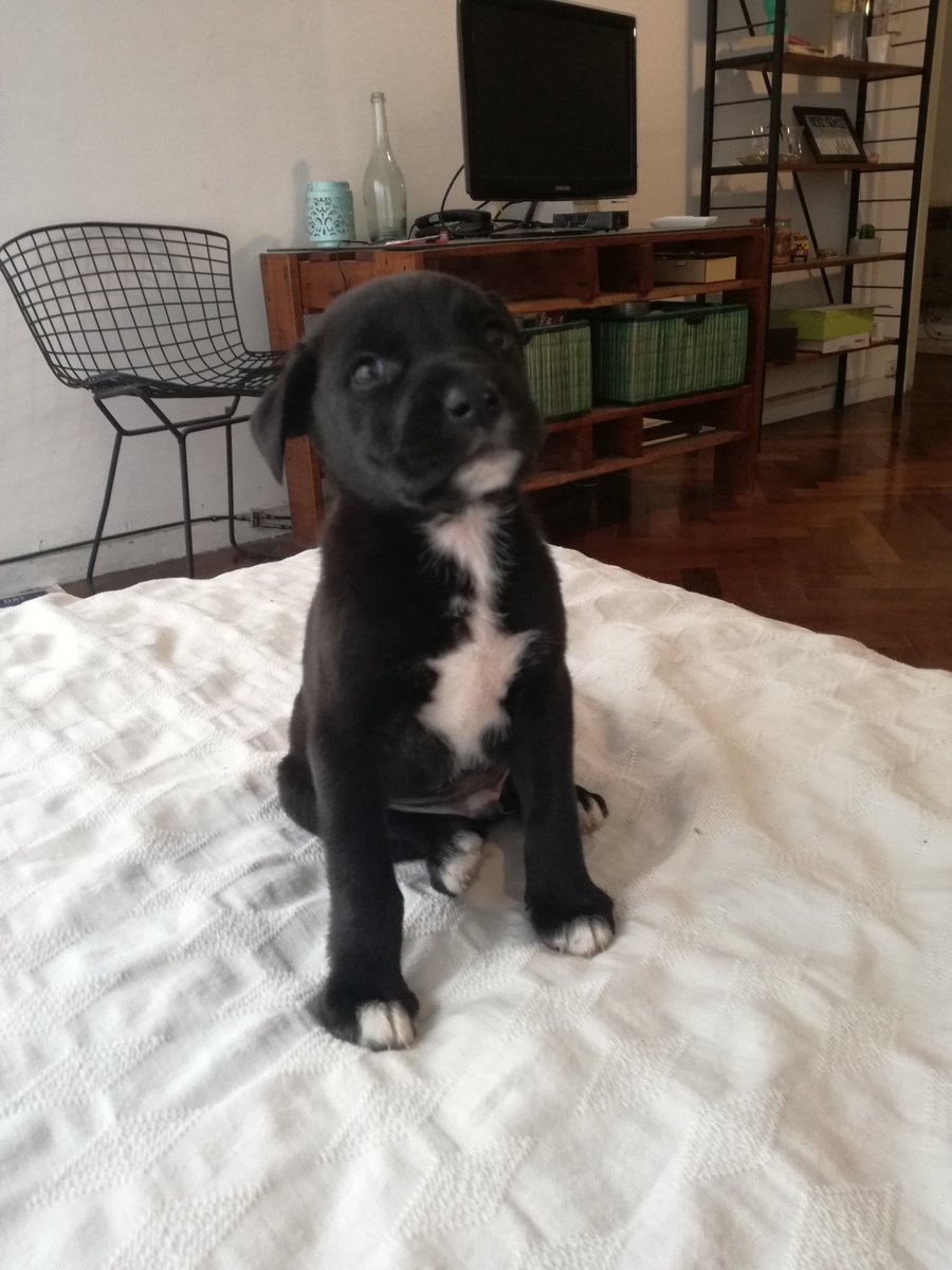 CeciiRubino's tweet photo. Chiques. Él es viento, es un machito de menos de dos meses. Lo tengo en tránsito en mí casa (Capital Federal) pero busca una familia que le de todo el amor que se merece.
Es demasiado dulce y bueno
RT por favor https://t.co/YSLGTfd2Fl