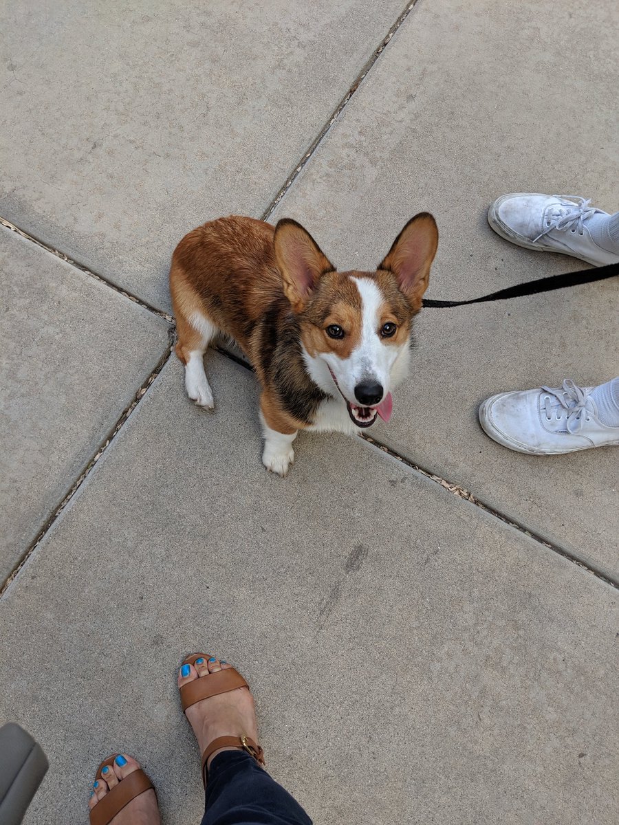 CaereLoL's tweet photo. Met this dude named Chad on my way to work. Who names their #corgi Chad?!?! 😂😂😂 Made my day https://t.co/KTCGkDxKfO