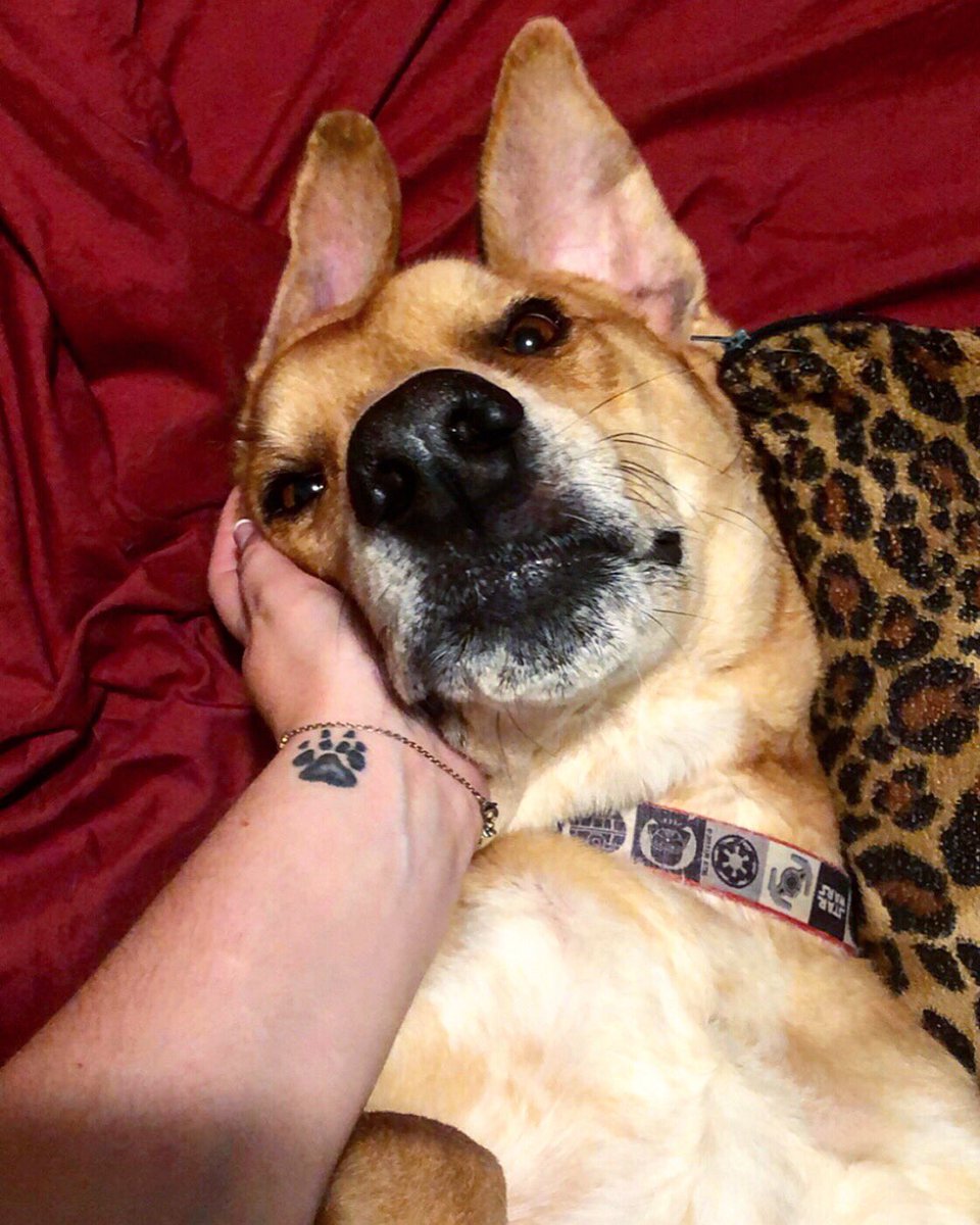 catchingzzzzzz's tweet photo. Y’all my dog will be at the Pizza Party on the turf 6-8 and at @UGCafe_CalU 8-11 tomorrow
Pls come say hi he’s a sweetie and loves attention https://t.co/kwDrzU1RHh