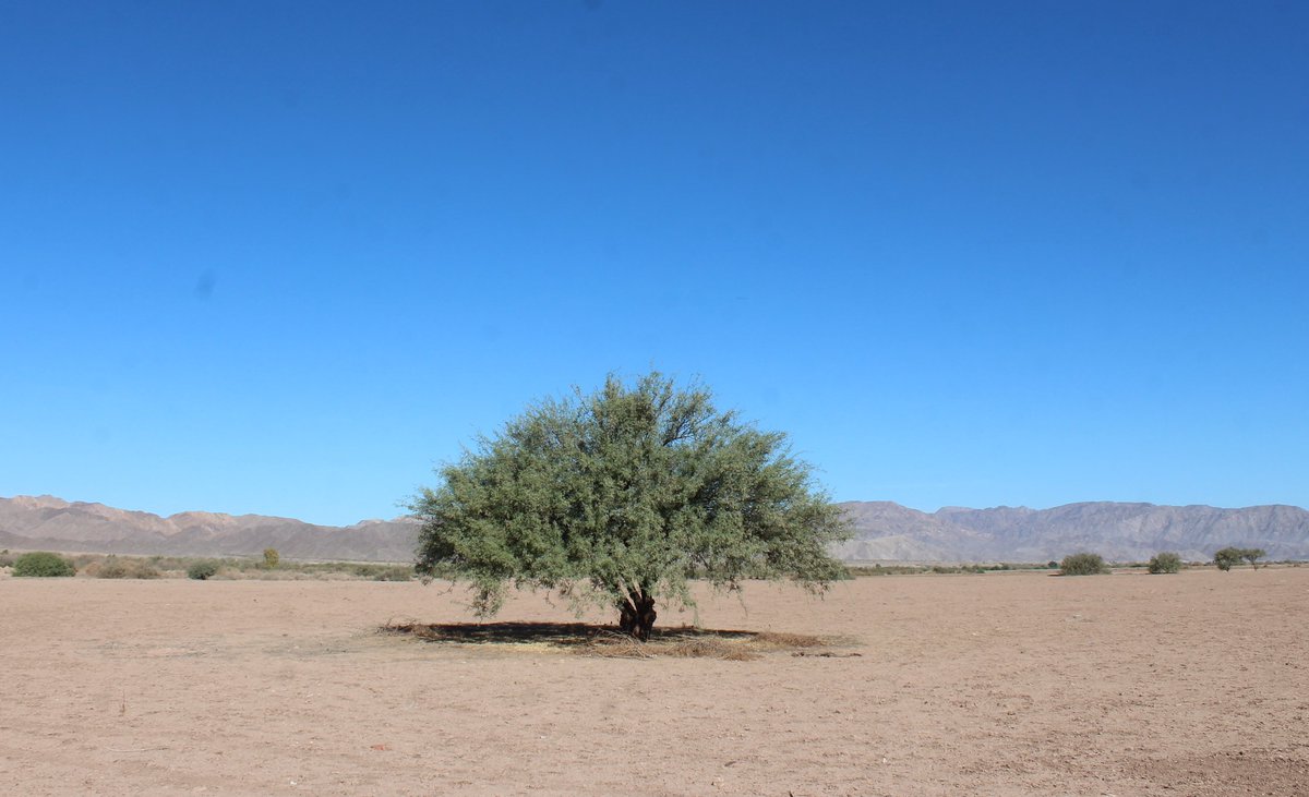 CONAFOR's tweet photo. El árbol de mezquite, es altamente resistente a temperaturas altas 🌳☀️🥵, es un excelente restaurador de suelos y por si fuera poco, es un gran aliado de la industria farmacéutica 🧪🥼💉👩⚕️👨⚕️ https://t.co/vcF5BLNZOO