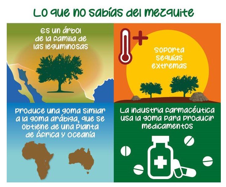 CONAFOR's tweet photo. El árbol de mezquite, es altamente resistente a temperaturas altas 🌳☀️🥵, es un excelente restaurador de suelos y por si fuera poco, es un gran aliado de la industria farmacéutica 🧪🥼💉👩⚕️👨⚕️ https://t.co/vcF5BLNZOO