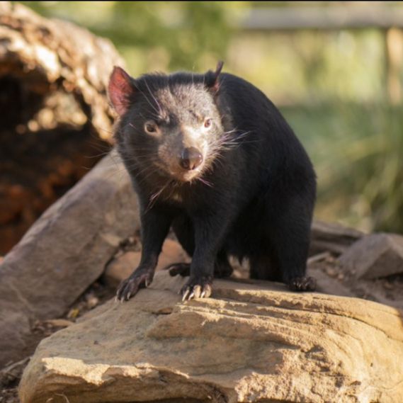 BetterBred's tweet photo. Learn from the Devil? New research on managing genetic diversity in the Tazmanian Devil. - https://t.co/CKNTKquDC8 https://t.co/3f0aRRUZZr