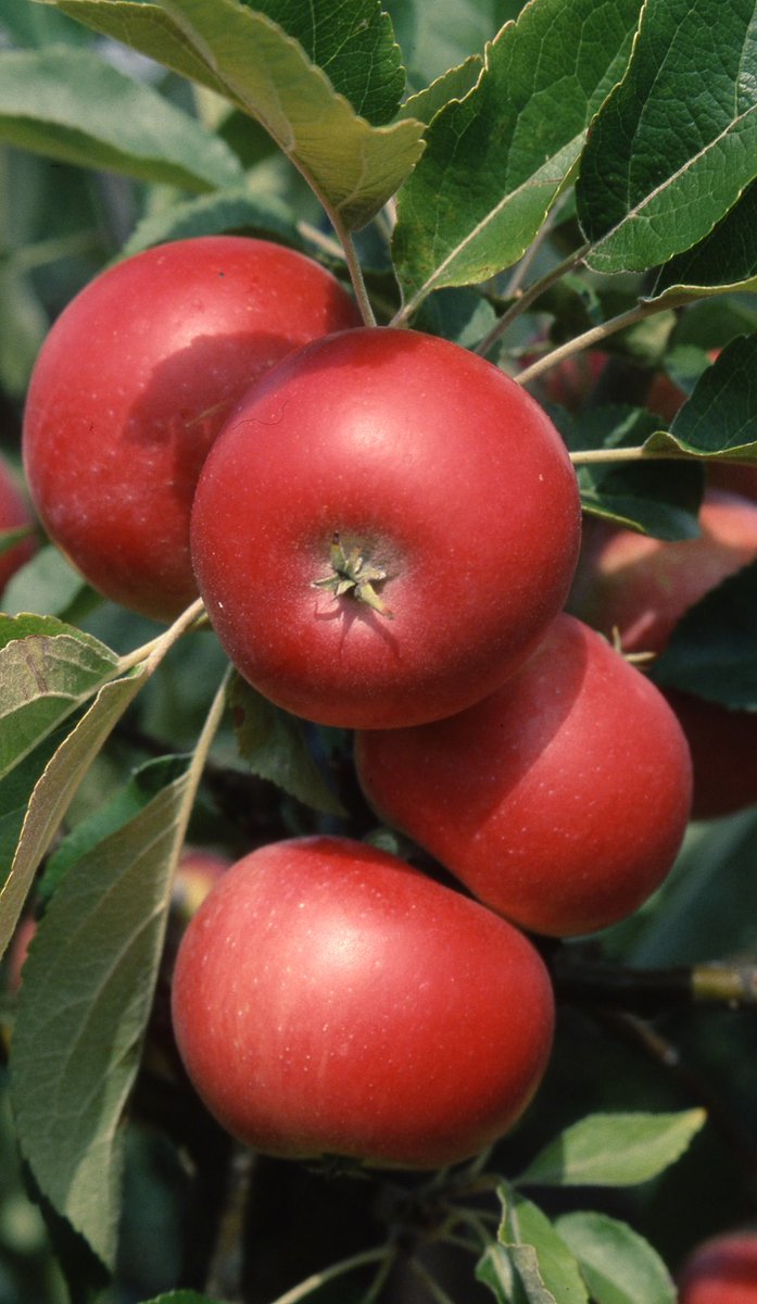 DtEStroud's tweet photo. If you have surplus fruit don't forget our Fruit Exchange! There is a list of businesses taking part here: https://t.co/9KFxFTRwll #Stroud #Glos #Gloucestershire #FruitExchange #WasteNot https://t.co/ZzO7T0n3hu