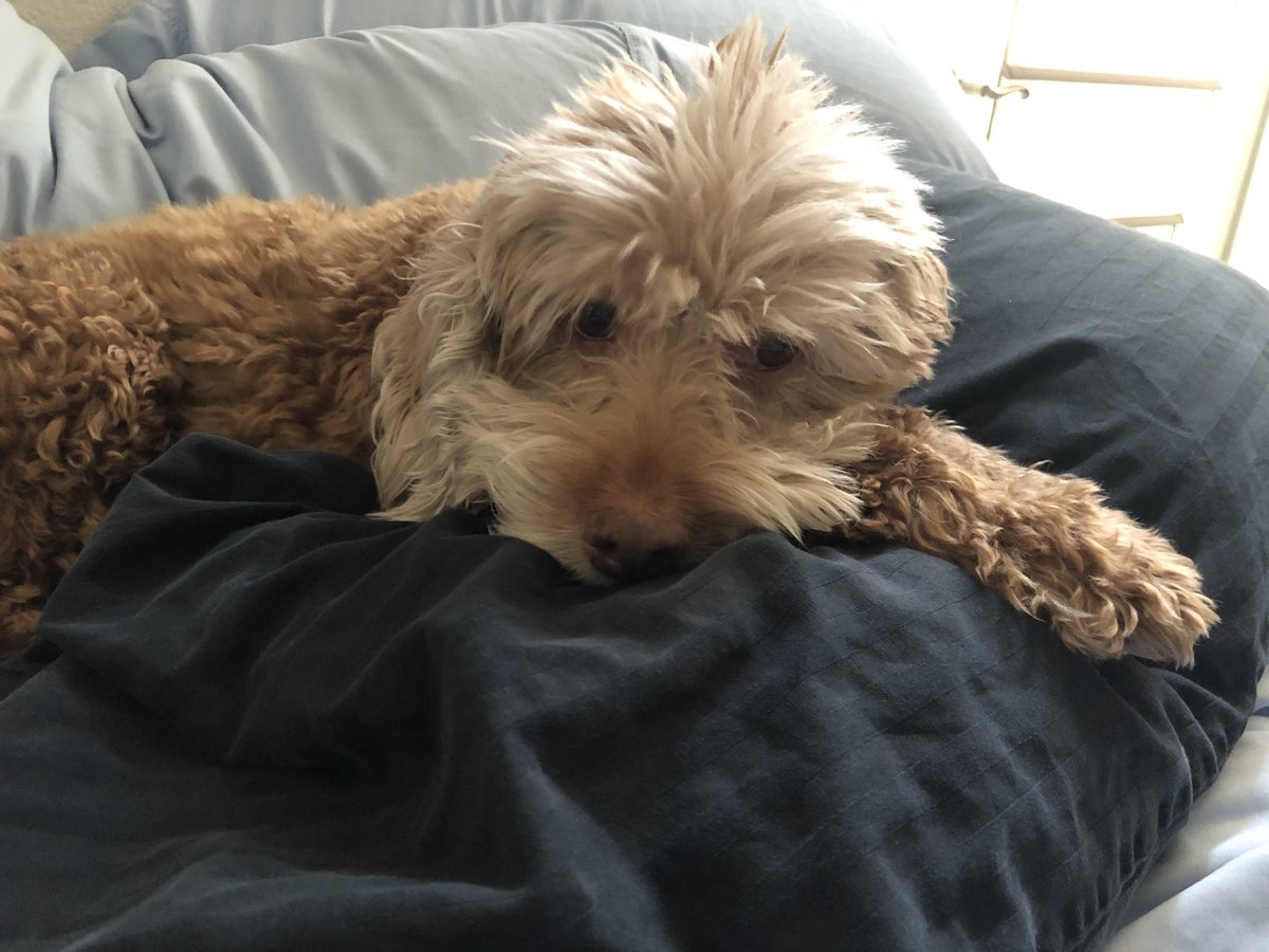 EricSports360AZ's tweet photo. Living her best life...

#TeamCockapoo https://t.co/ooNqh4BuUj