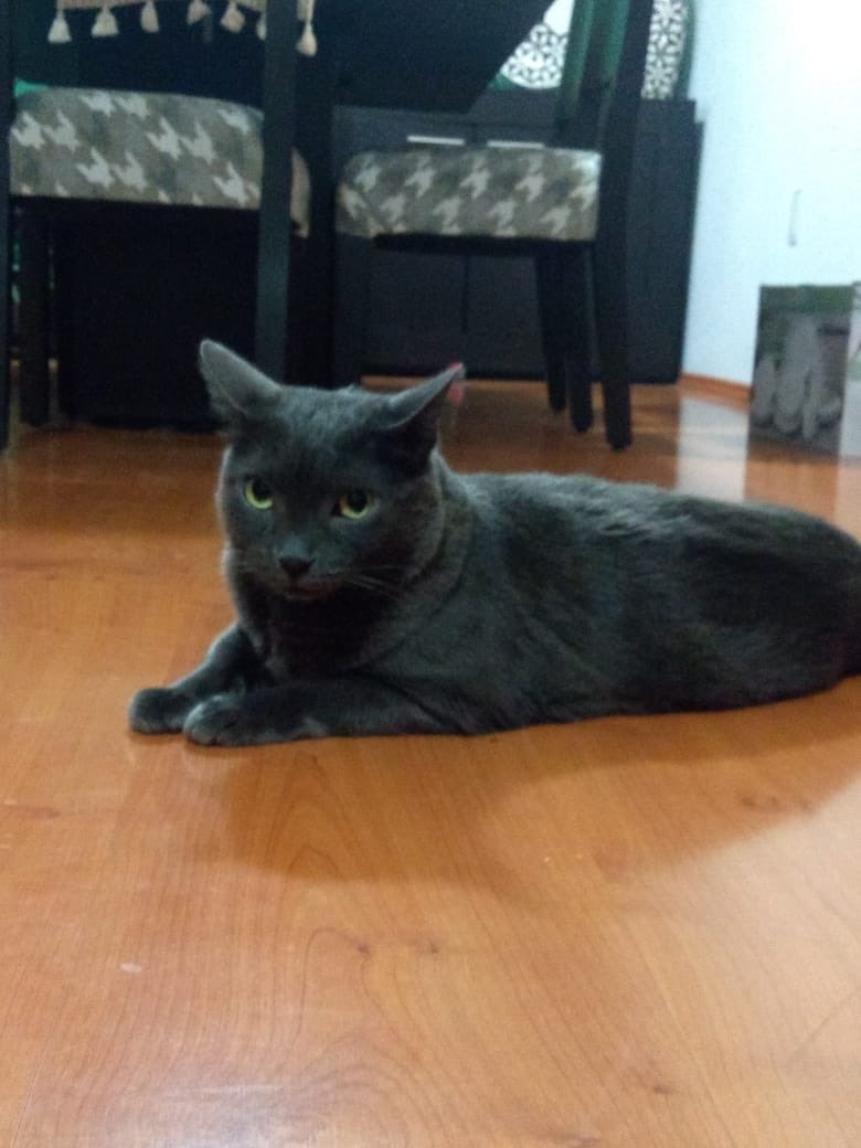 gumisenlinea's tweet photo. #ombliguitodesemana bonito miercoles guap@s
Les muestro una funda para #palodegolf basándome en la mascota 🐱😁 del cliente y tomando como referencia la imagen de la web de los demás animalitos
Gracias por sus pedidos y preferencia.
#golfcover #hechoenmexico #golfclubcover https://t.co/bI6TlpNH7q