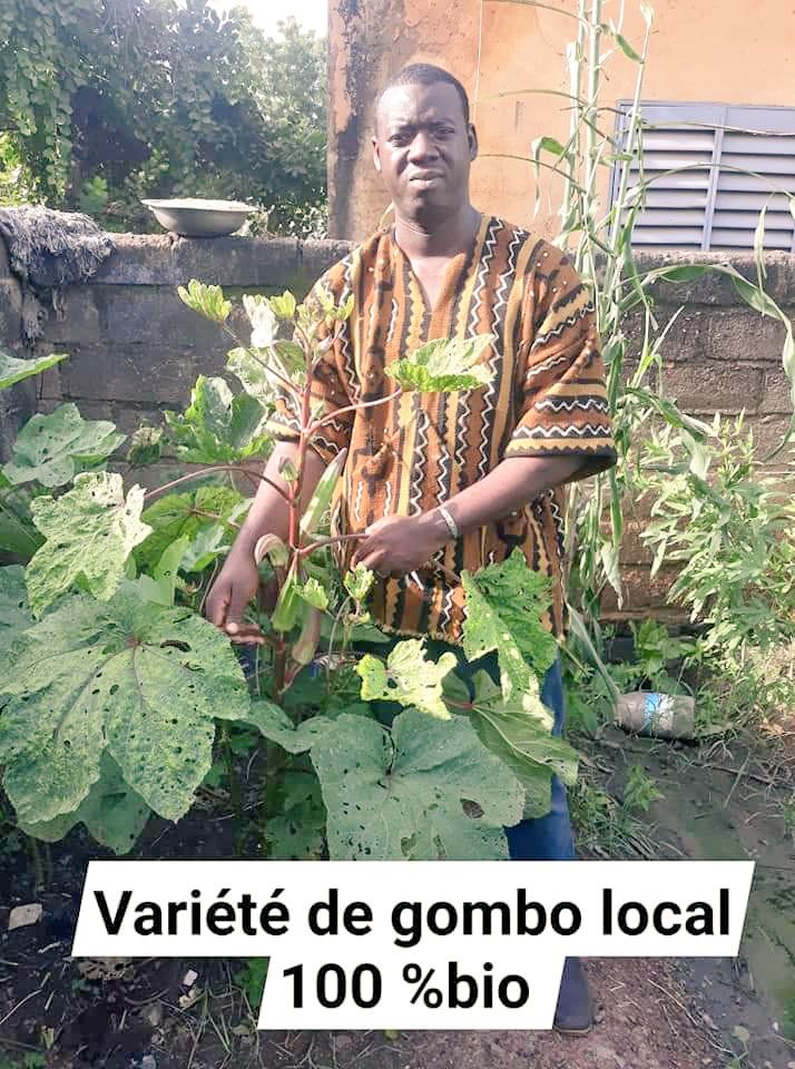AmsdOng's tweet photo. Production d une variété  de gombo bio 100% local pour la multiplication des semences que nous allons distribuer aux differents paysans bio memebre de notre reseau de producteur SPG BIO LOCAL. https://t.co/jPPPSuGz4l