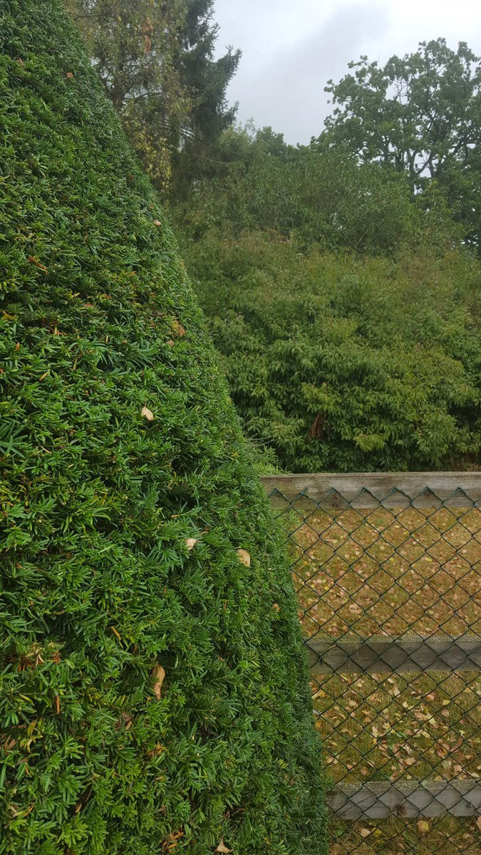 It's always nice to have a well trimmed bush ! #hedgecutting #garden #gardening #barrettlandscapes #tidygarden