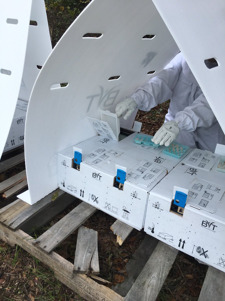 rodrigobonofre's tweet photo. @AlefeBorges Yes, Dr. Peres has some biological trials for Botrytis. Here is one where we were testing Clonostachys rosea delivered by bumble bees 🐝 in a commercial  🍓 fruit production field. @BeeVTech https://t.co/asXW2NVlkN