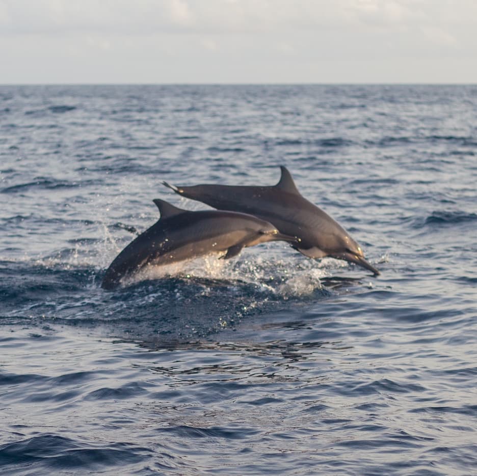 seasonparadise_'s tweet photo. Watching dolphins in freedom in Indian Ocean 🐬
Photo credit: @fernandosalasariste
#seasonactivities #amphibuzz #Maldives #Thulusdhoo #tropics #ocean #bucketlist #vacation #destinations #dolphin https://t.co/ATKJB5INWu