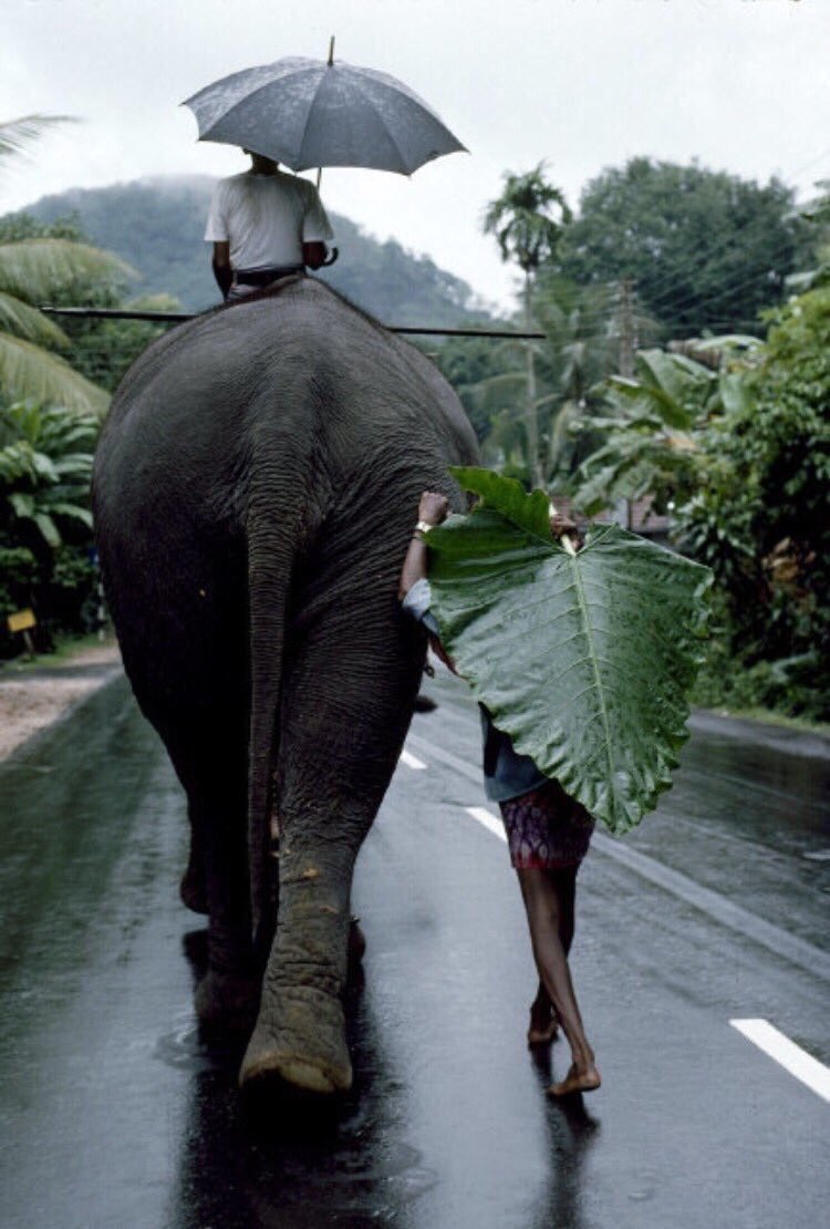 BrownPeopleDo2's tweet photo. Sri Lanka (1995) 🇱🇰 
Photographer: Steve McCurry https://t.co/DDnDewRXND