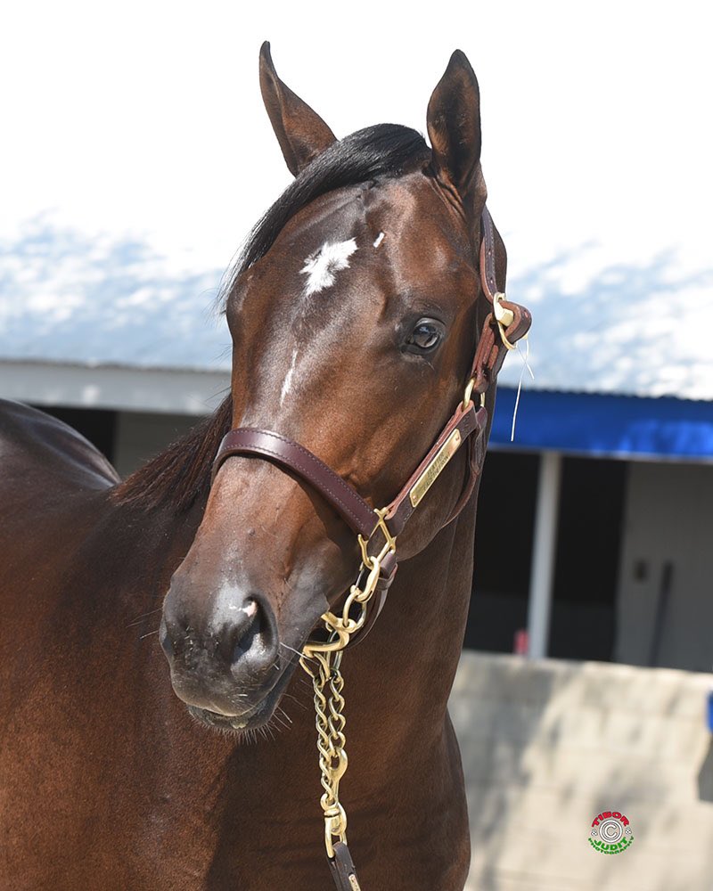 webbcarrolltrc's tweet photo. Got another nice colt today @jceracing / @TravisDurr @keenelandsales Hip # 387 Flatter colt @claibornefarm https://t.co/txNjSrdxDu