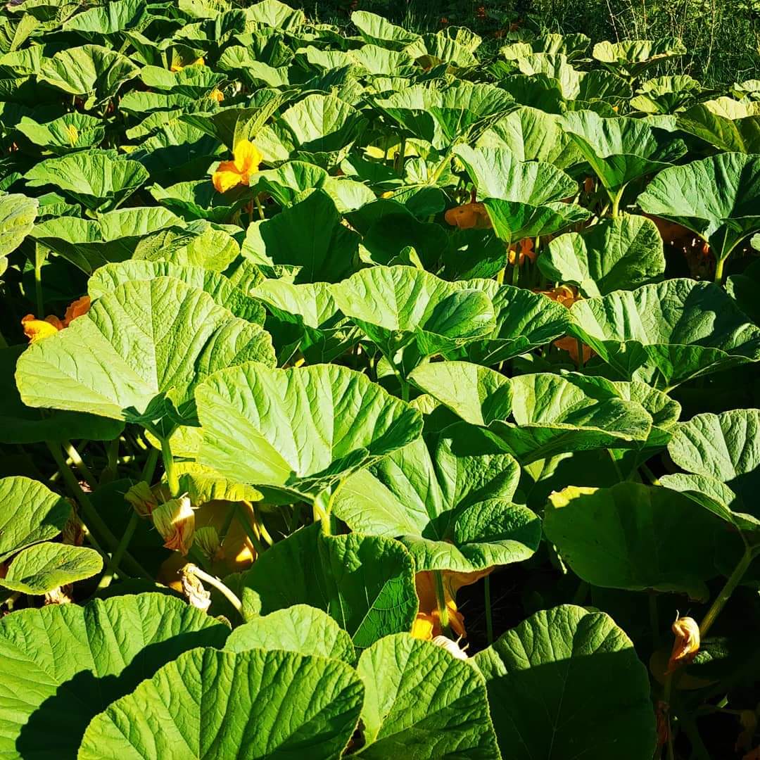 Fort_Cross's tweet photo. ๐Views from the Land of Pumpkins๐
Our little pumpkin patch is growing and we're excited for the festivities that wipe us out in October. It's a favorite, for sure.
https://t.co/UTSkL5oK9m
#pumpkin #pumpkinpatch #fall #autumn #autumnjubilee #juliancalifornia #visitjulian #fun https://t.co/AEGhLWAi7c
