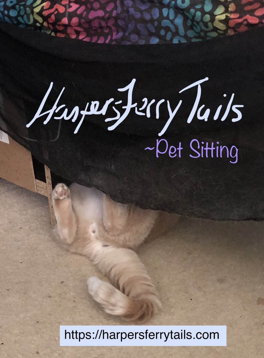 HFTails's tweet image. My #cat Gucci watches way too much #Seinfeld #maybeashelfforanalarmclock