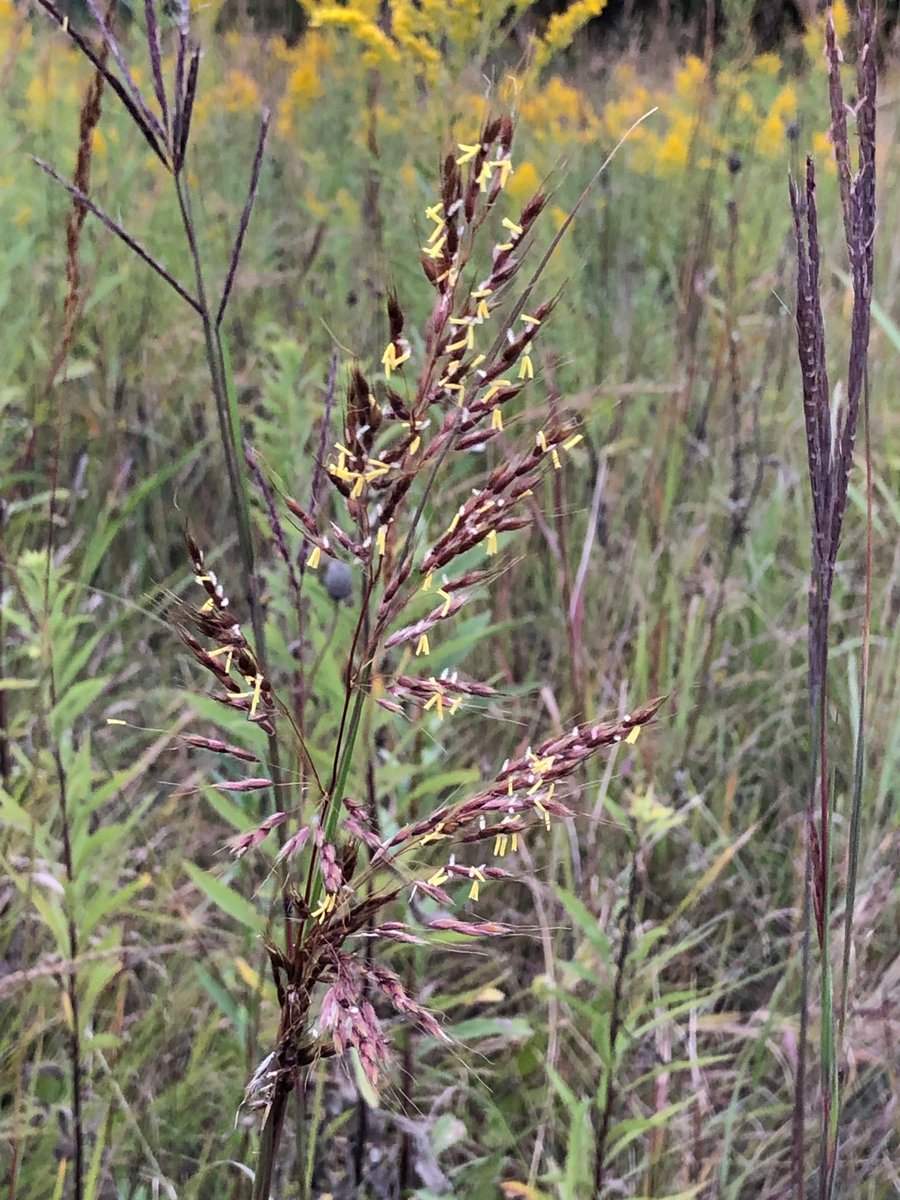 habitatchampion's tweet image. Everyone knows flowers bloom. most people are unaware that grasses actually Bloom too.  A late blooming head of Indian grass one of my favorite native grasses