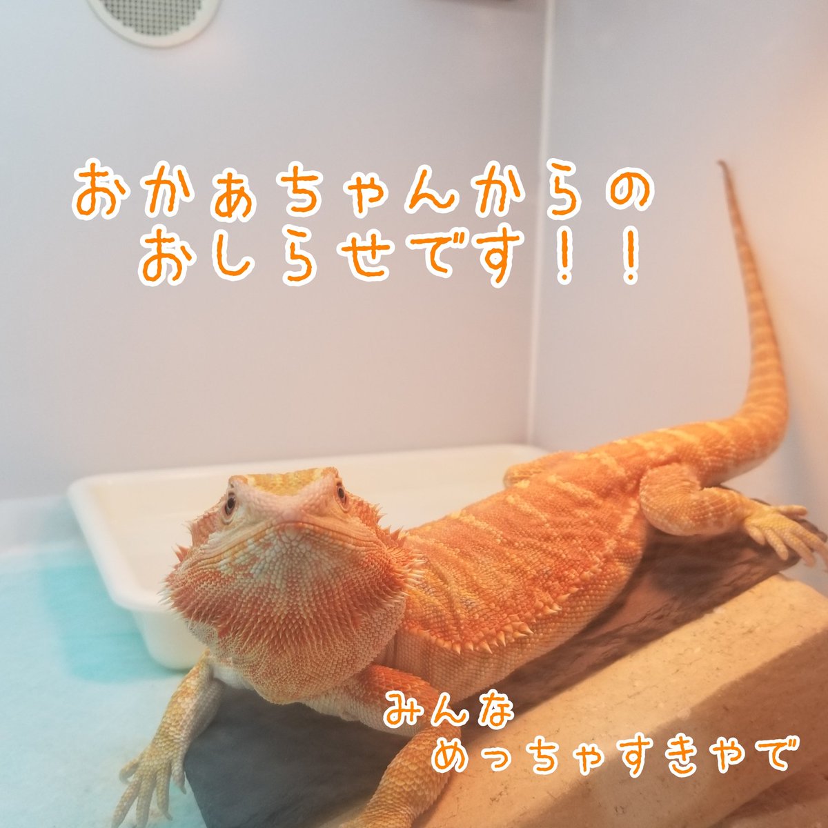 めーぷる 癒やし系とかげ 昨日でハンモックの予約受付を終了いたしました 本当にたくさんのご予約をありがとうございます 材料発注の都合上 多少順番は前後いたしますが来週中の発送を目指します 今後ともめーぷる共々よろしくお願いいたします めーぷる 癒やし系とかげ 昨日でハンモックの予約受付を終了いたしました 本当にたくさんのご予約をありがとうございます 材料発注の都合上 多少順番は前後いたしますが来週中の発送を目指します 今後ともめーぷる共々よろしくお願いいたします
