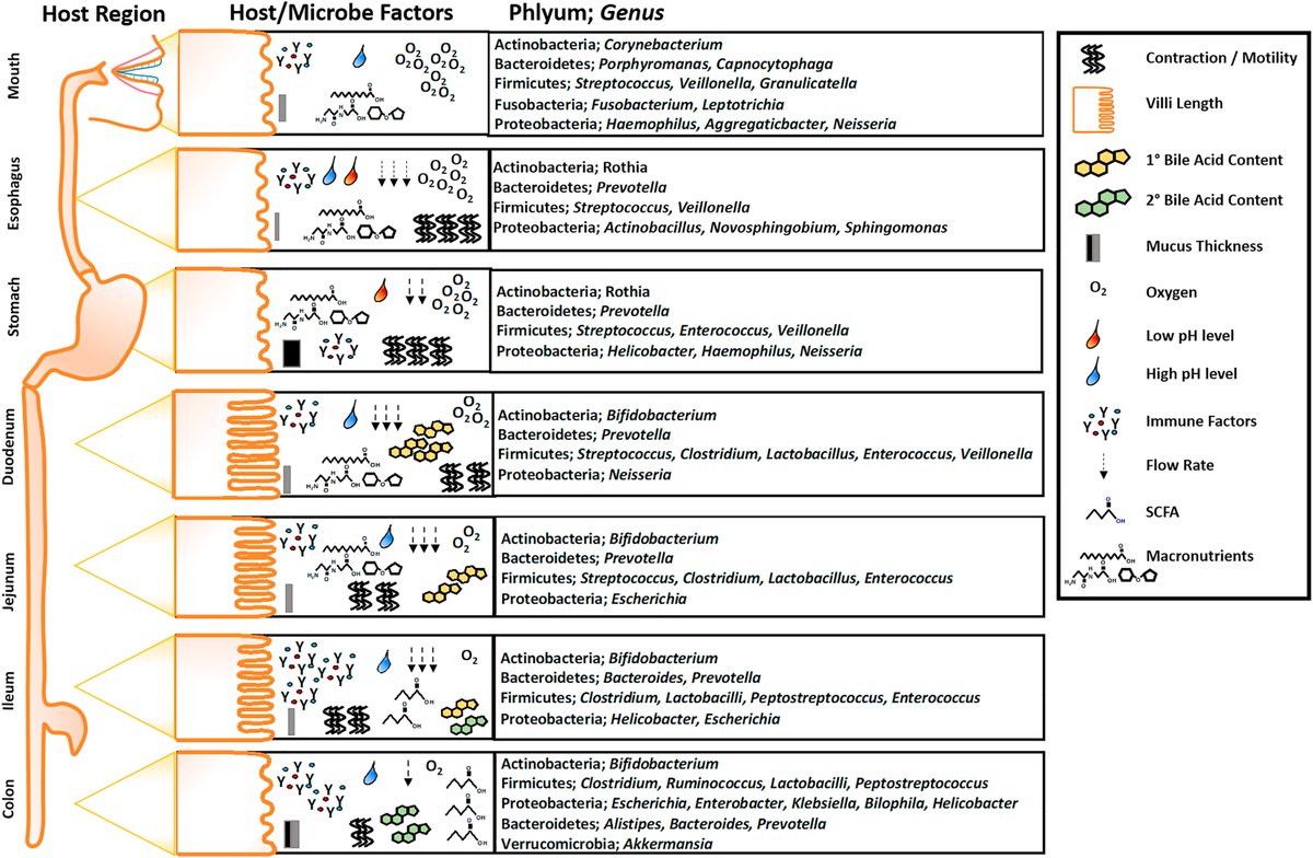 Cell Host & Microbe (@cellhostmicrobe) on Twitter photo Regional Diversity of the Gastrointestinal Microbiome: <a href="/kbmartinez27/">Kristina Martinez</a>, <a href="/VanessaLeone10/">Vanessa Leone</a> & Chang review host & environmental pressures that drive regional heterogeneity & how the regional #gut #microbiota influences host processes and disease cell.com/cell-host-micr… Regional Diversity of the Gastrointestinal Microbiome: <a href="/kbmartinez27/">Kristina Martinez</a>, <a href="/VanessaLeone10/">Vanessa Leone</a> & Chang review host & environmental pressures that drive regional heterogeneity & how the regional #gut #microbiota influences host processes and disease cell.com/cell-host-micr…
