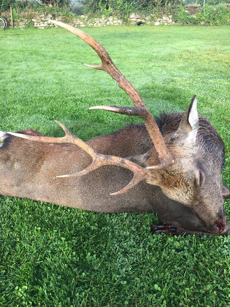 RiverandField's tweet photo. Sika stags are in great condition ready for the rut #Sikadeer #deerhunting #deerstalking #stags #rut #deerseason #rugeramerican #viperflex #riverandfieldhunting  https://t.co/TSxzbWMJRe https://t.co/IXHL5ipR3n