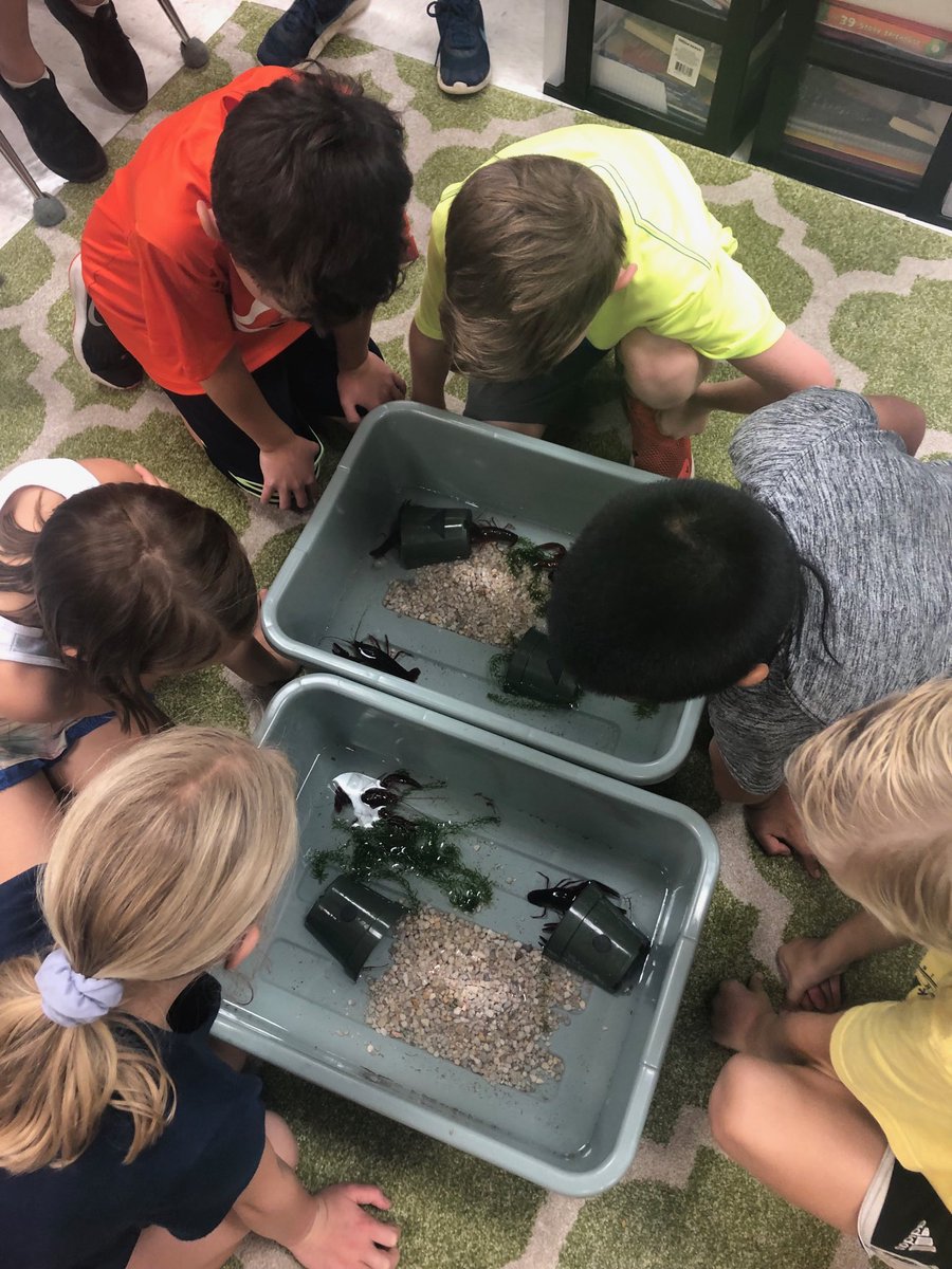 rvines3rdBPES's tweet photo. “Mrs. Vines, what does their poop look like?”   Love these kids!   ⁦@AMSTI_UM⁩   ⁦@BluffParkElem⁩ @rvines11 https://t.co/wuZFNKhEAf