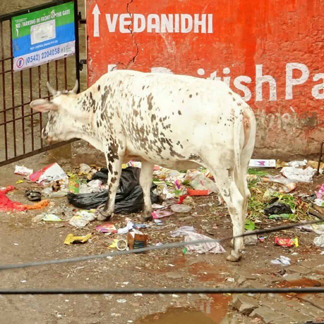 viajeshomeworld's tweet photo. Ya estamos en Madrid reflexionando sobre lo vivido. Un gran problema que la India tiene que enfrentar es la gestión de residuos, sobre todo de plásticos. Hemos visto pequeñas iniciativas como @wastewarriors , ya en marcha. #carbonocero #ceroplasticos #cambioclimatico #cleanindia https://t.co/nnTR9WGTYN