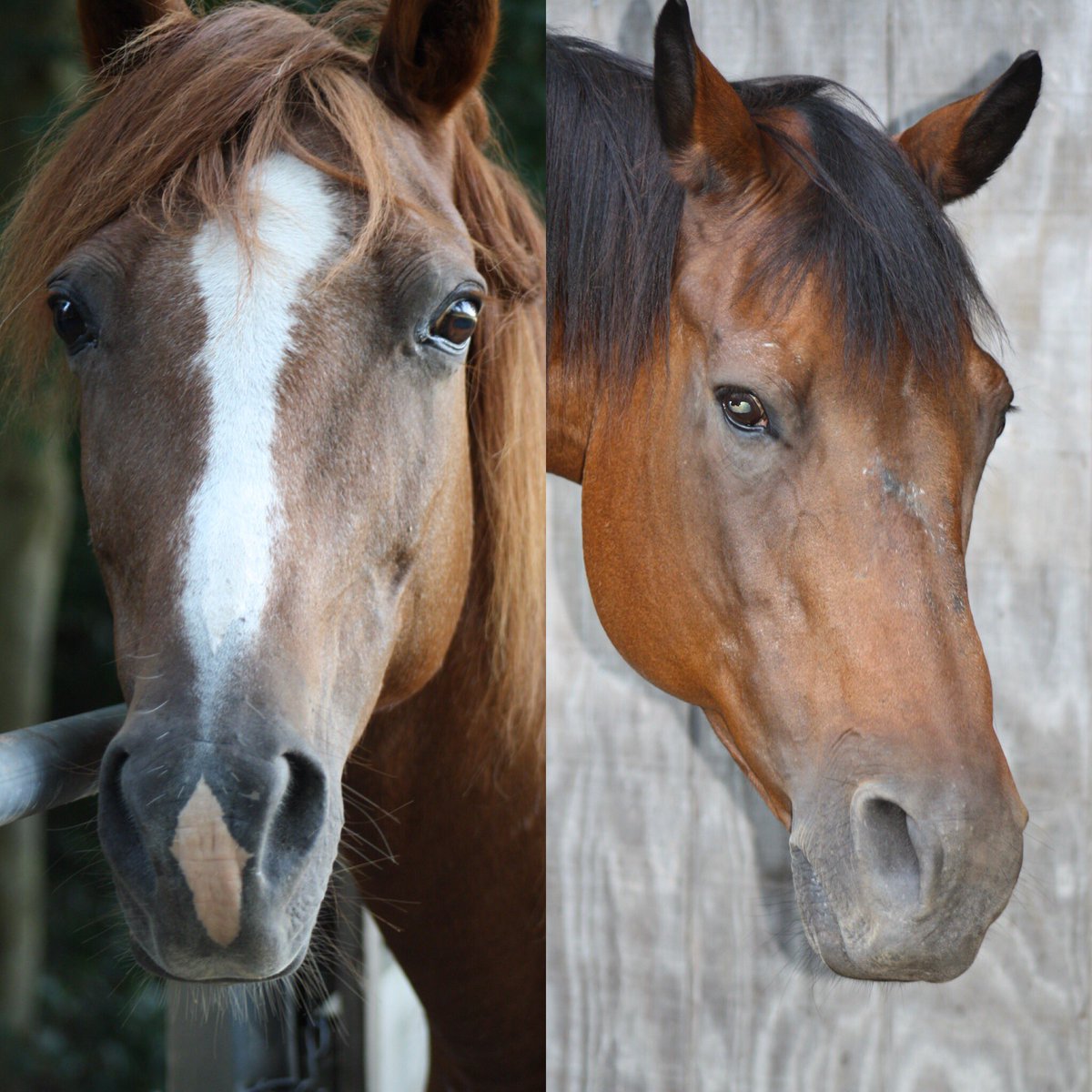 VEWS_Horses's tweet photo. #womencrushWednesday https://t.co/Ylj47AJQ18
