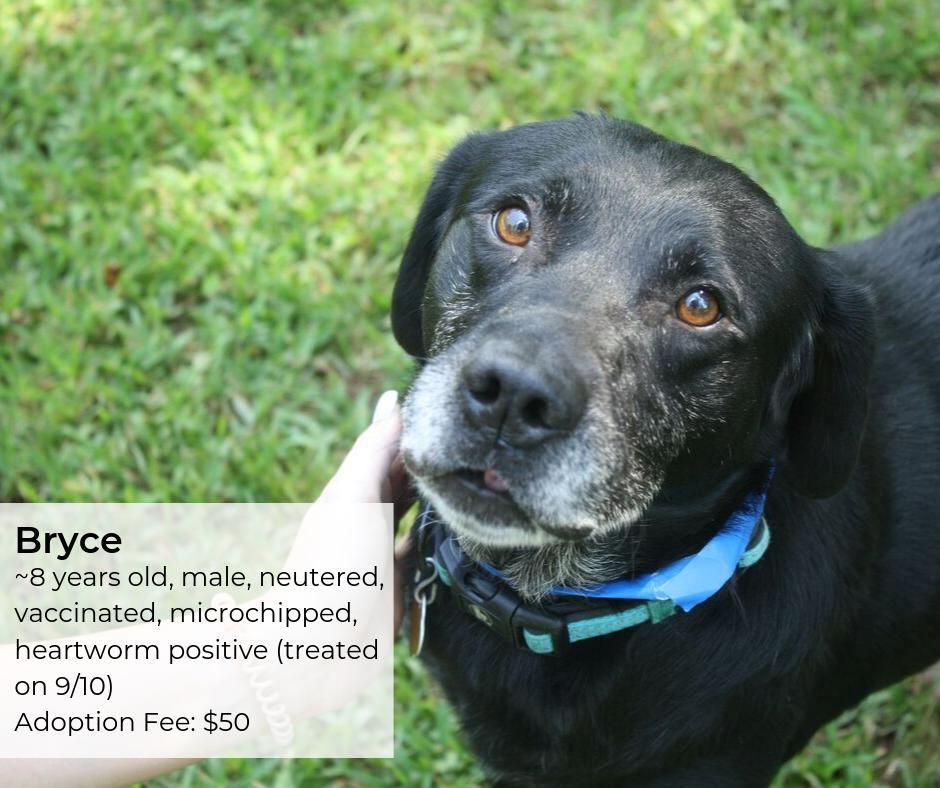CARE Humane Society™ tweet media