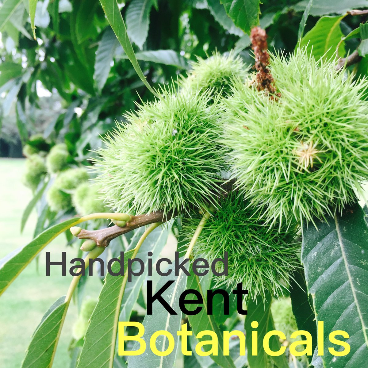 Prepping for the upcoming limited batch of Cantium Gin.
The first of its kind to be presented in a reusable flask. Foraging Kent botanicals Handpicked chestnuts that we roast. Blackberry, Apple, Lavender, Hops and Cobnuts. The spirit of Kent. Bottled. #gin #secondusepackaging