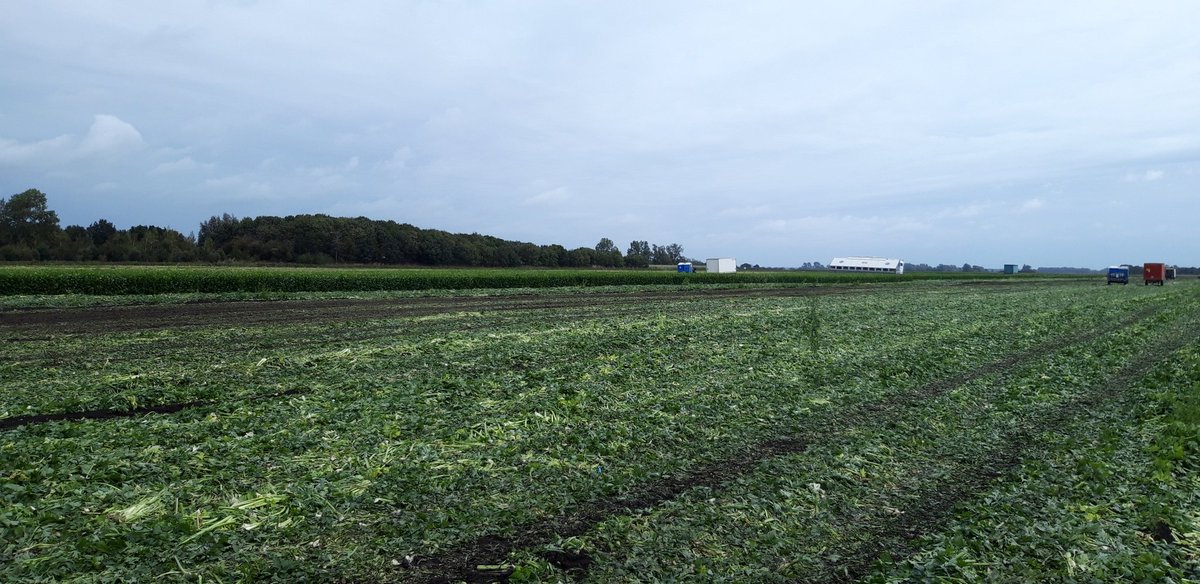 MattThompson158's tweet photo. Celery growing on Grade 1 Soils by G's Growers. Interesting to see and understand how high value croppjng capabilities impact land values https://t.co/tjtYlmJMQ1