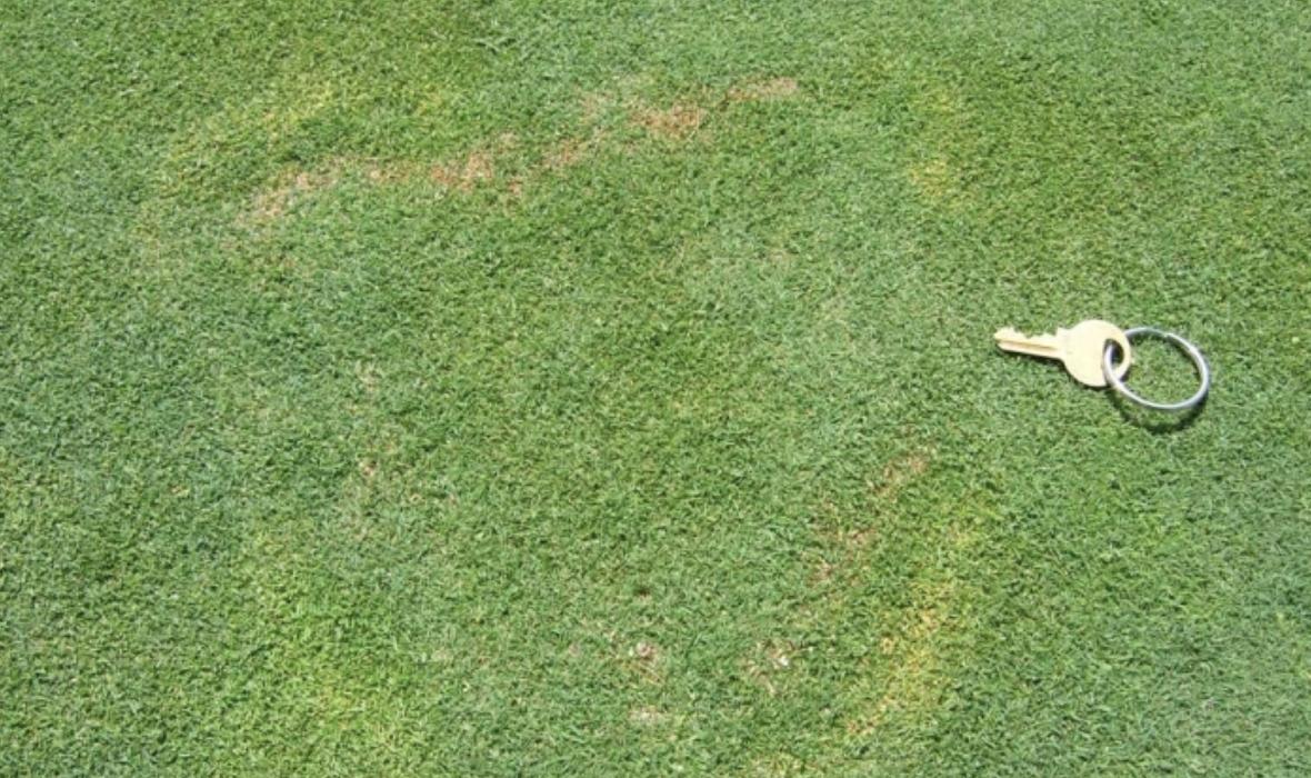 SyngentaTurfSA's tweet image. RSA Turf Update: Waitea Patch
Similar to yellow patch, and often confused with #FairyRing and #SummerPatch, #Waitea patch occurs over a broader range of temperatures, and persists into the warmer weather of the summer.
Download the free factsheet here 👇 greencast.co.za/waitea-patch