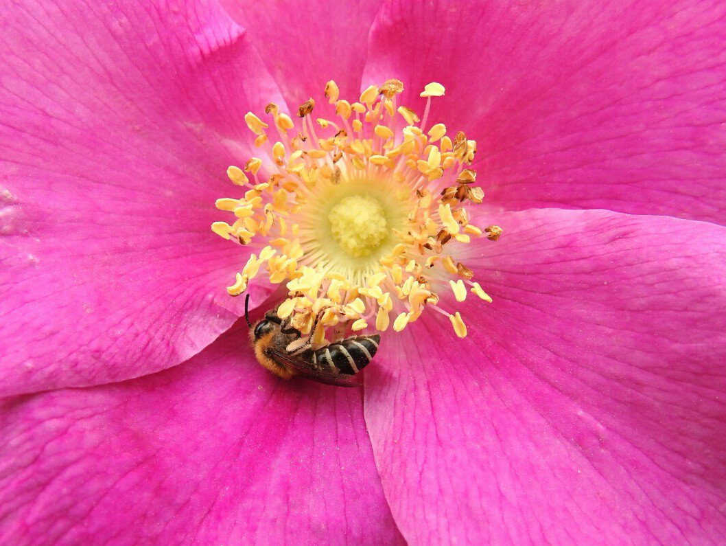 PhilNaylor2's tweet photo. I'm thinking some sort of #DiggerBee or #MinerBee collecting nectar, and inadvertently pollen, from this wild #rose today on the east side of #StMarys @islesofscilly @ScillyWildlife @InsectsUnlocked @Scillyimages https://t.co/BmiMDFMyZv